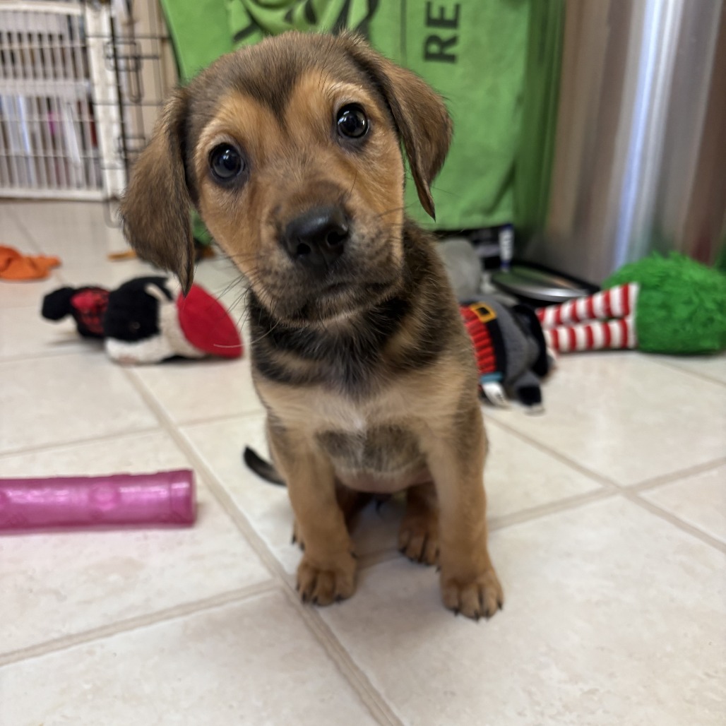 Indie — thumbnail 3