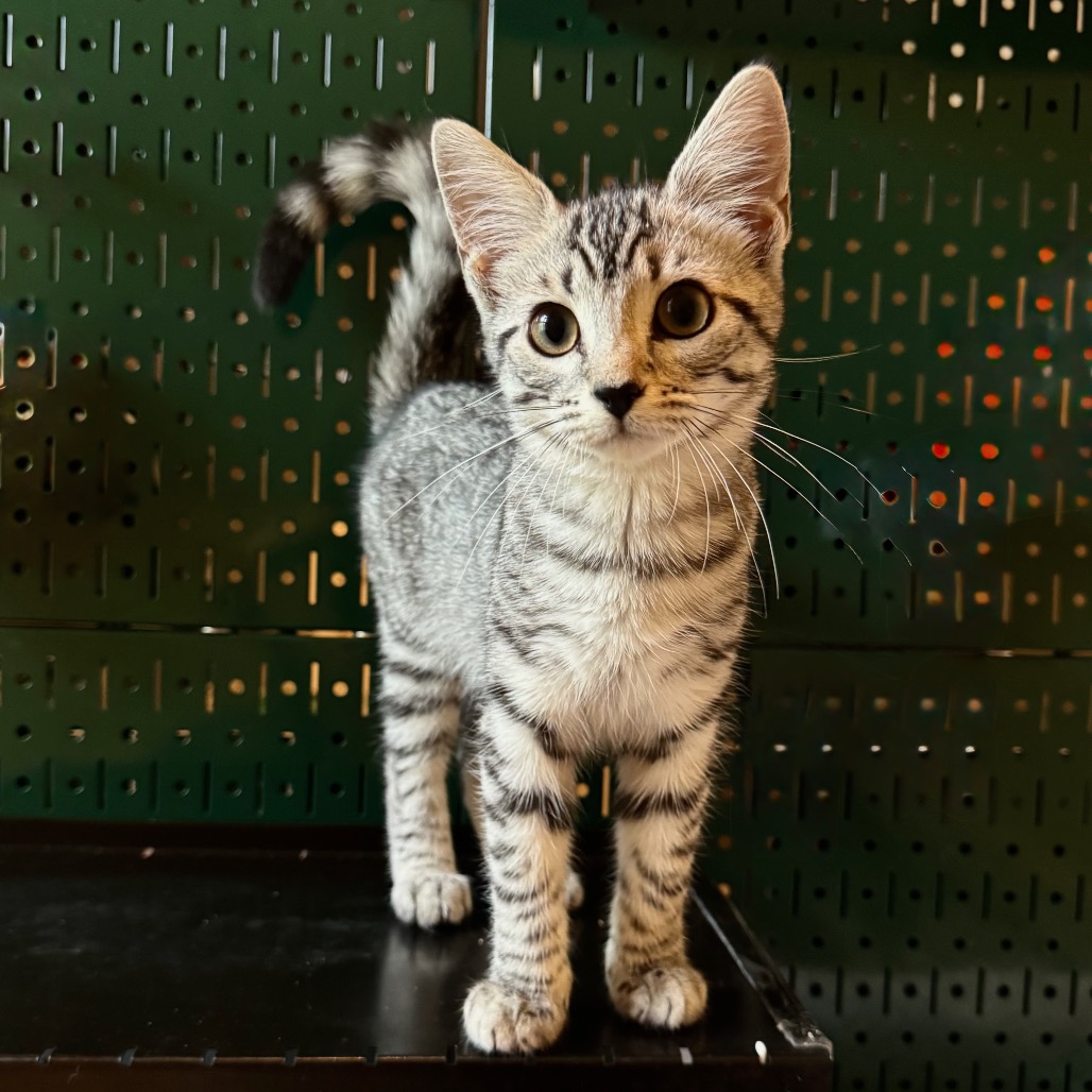 BIJIN - Domestic Shorthair available for adoption