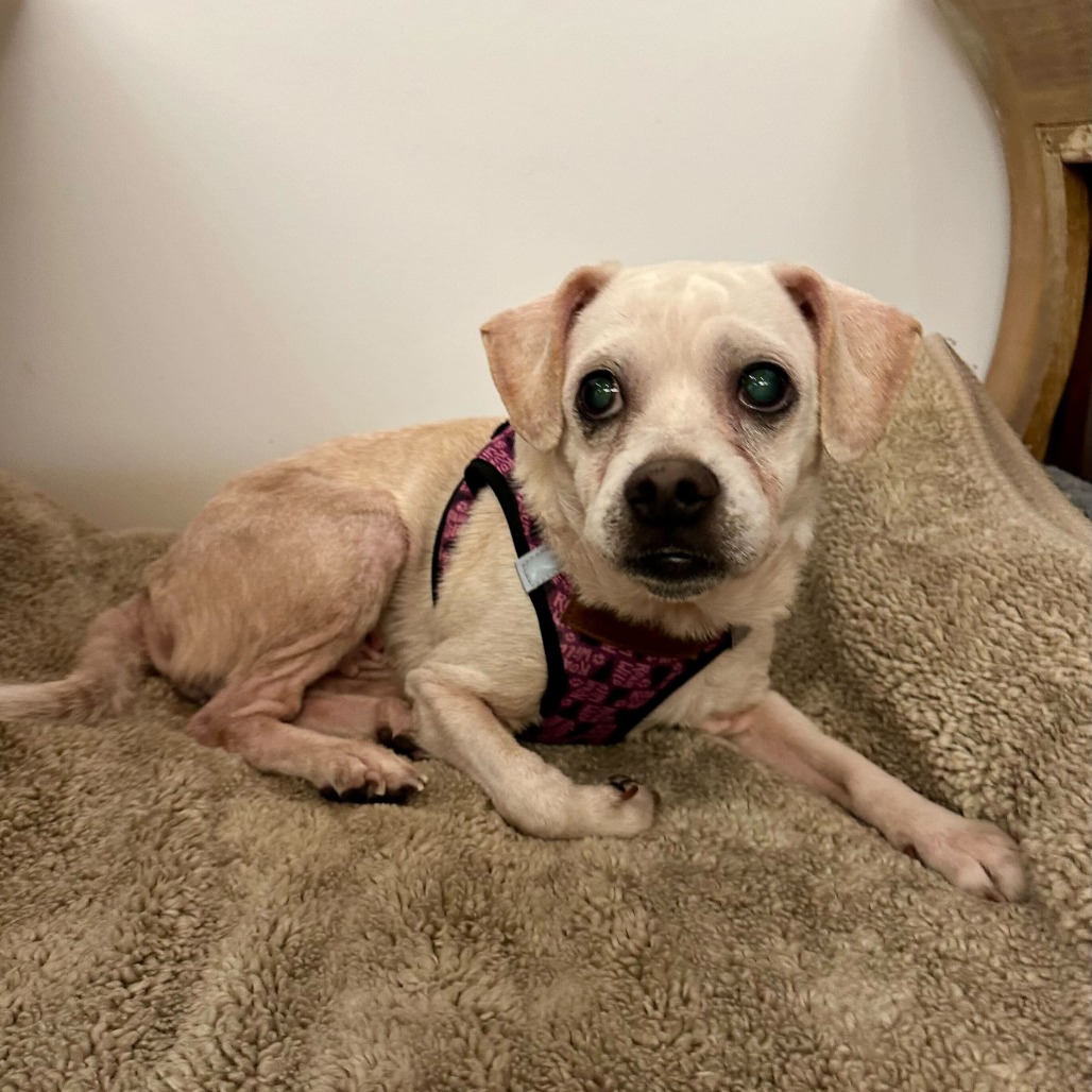 Blessing 13832 — thumbnail 3