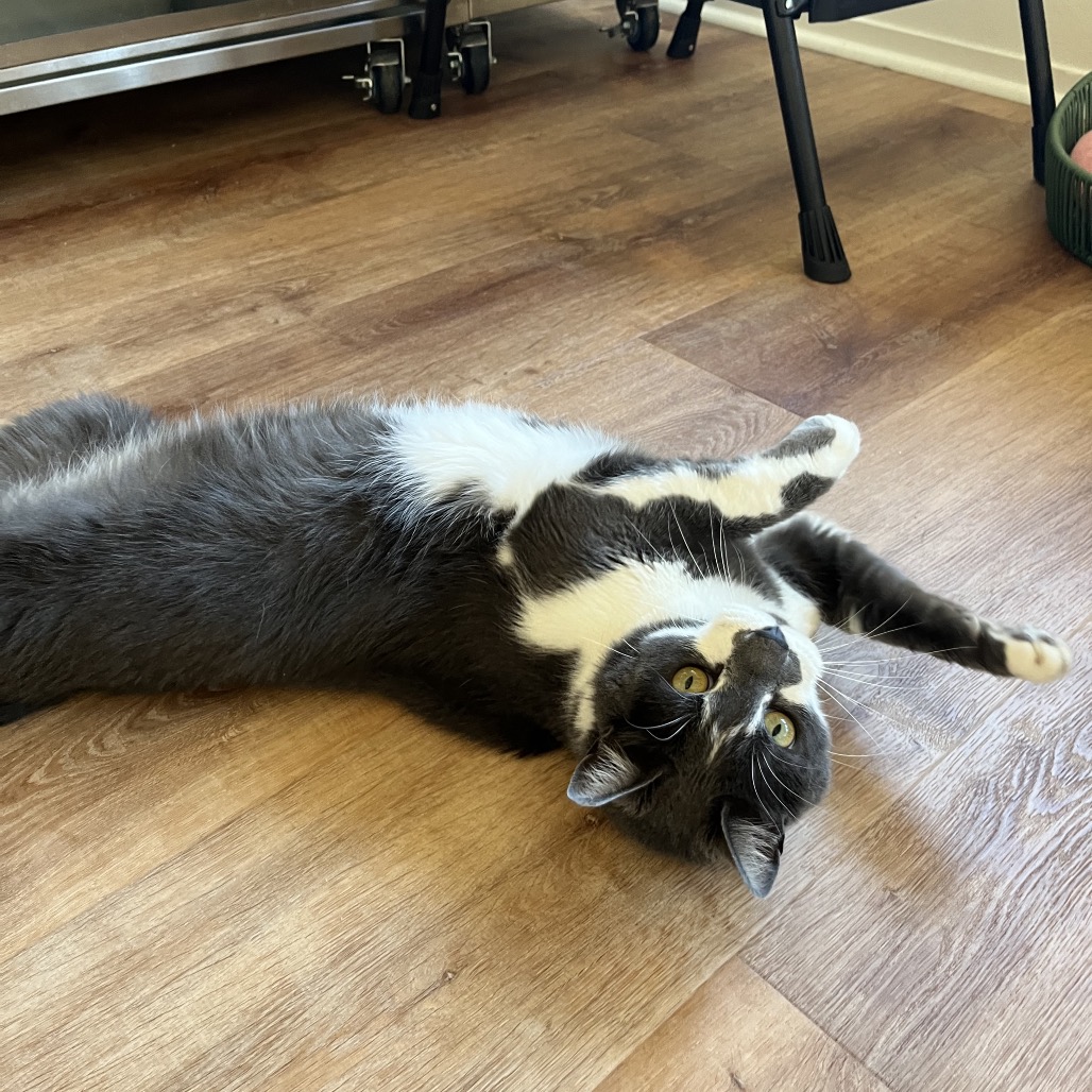 Earl Grey, photo 4