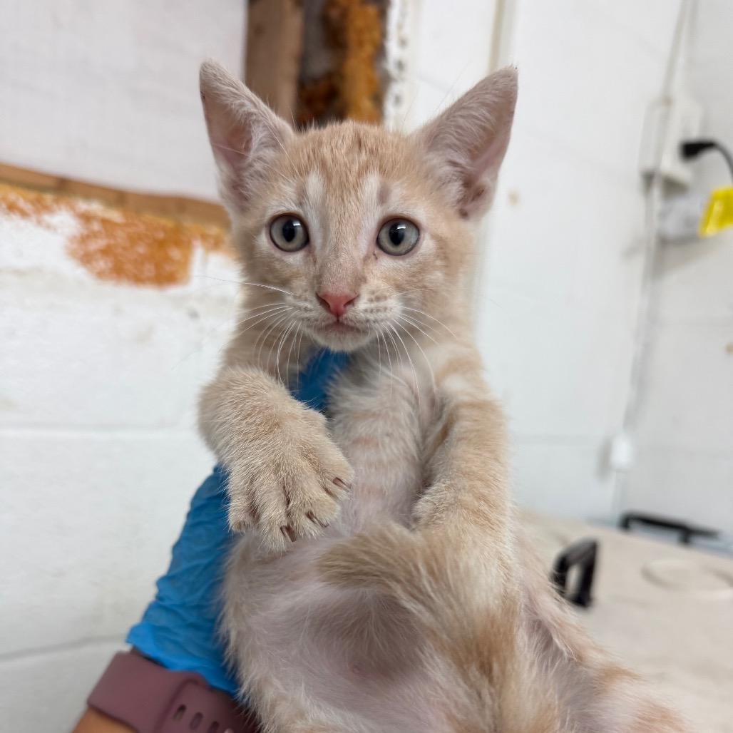 Sirius, available for adoption at PVAS
