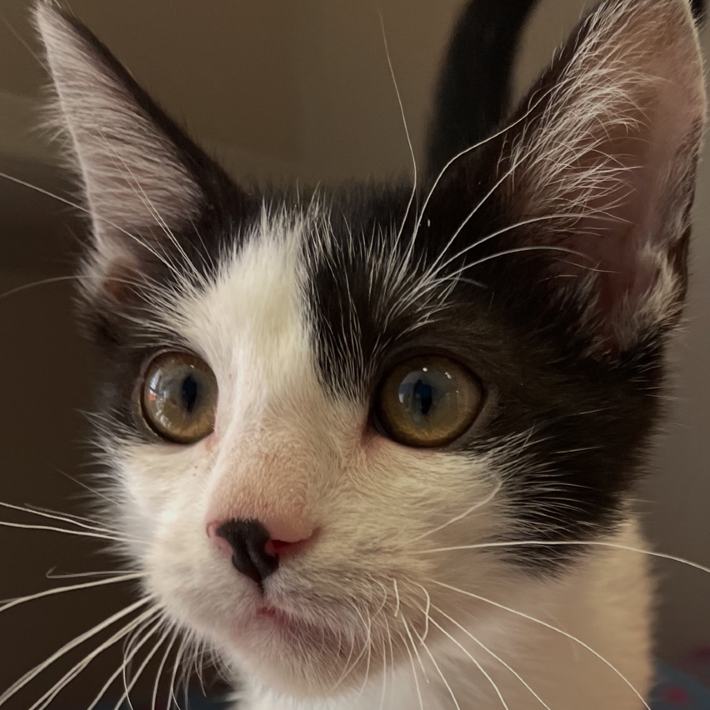 Goya - Domestic Shorthair
