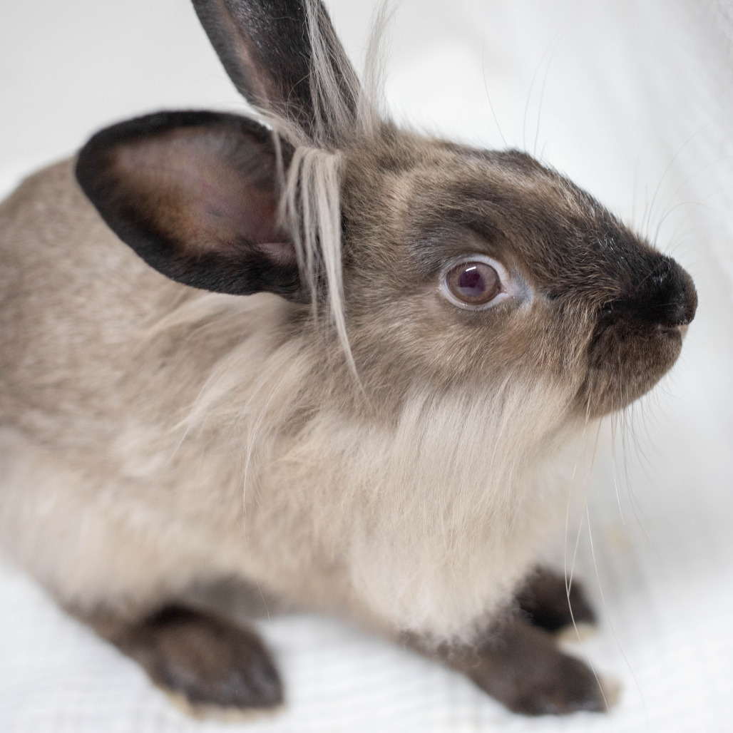 Basil Stag Hare, photo 7