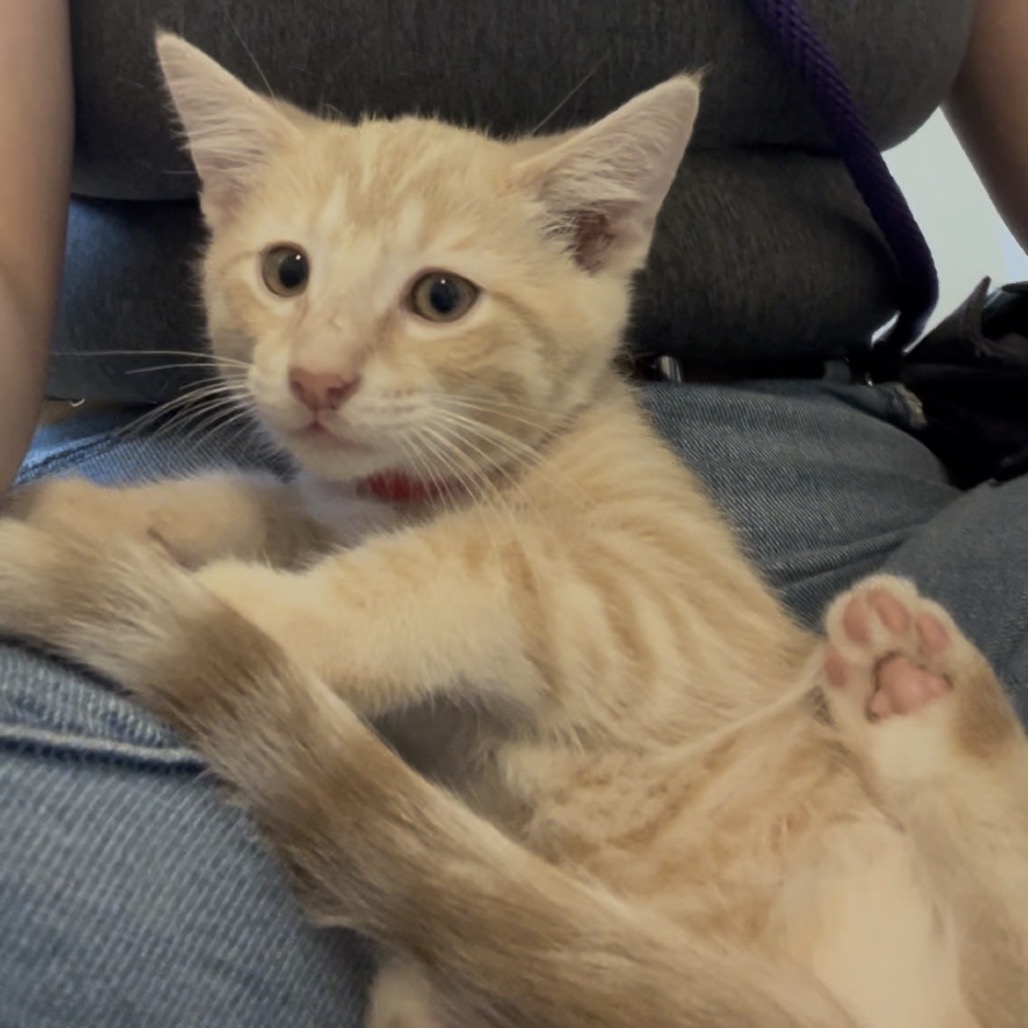 Alvin