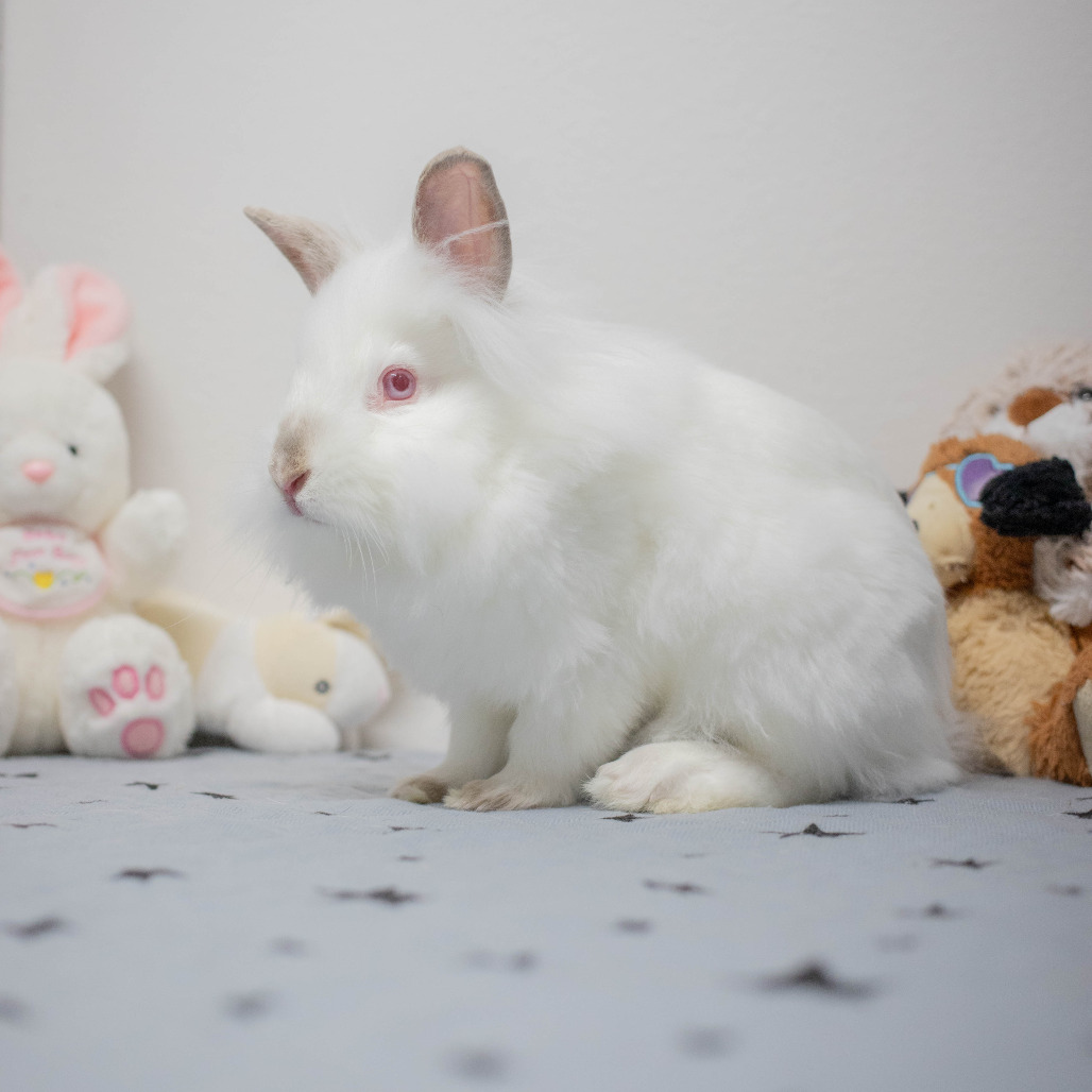 Shiro