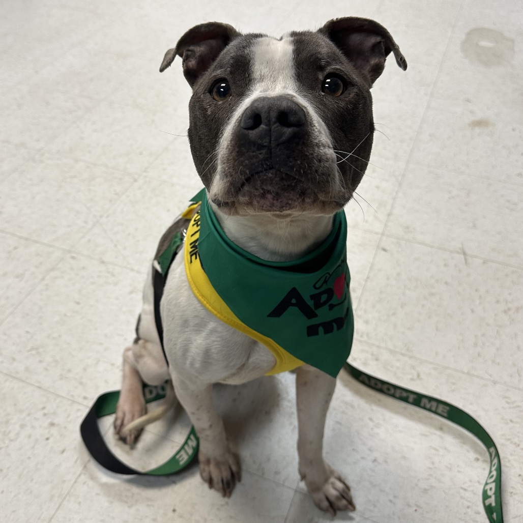 Chanel — thumbnail 3