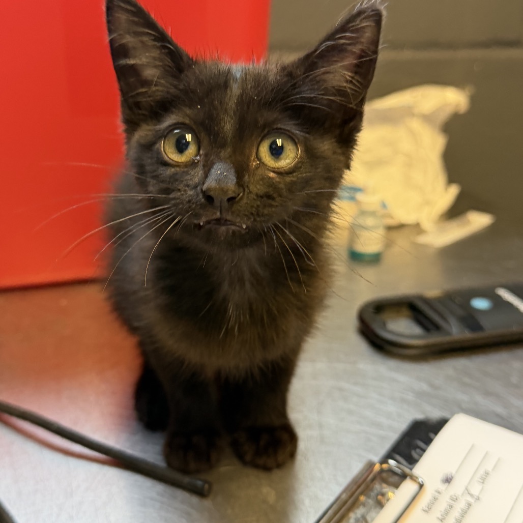 Tusc Stray 84882