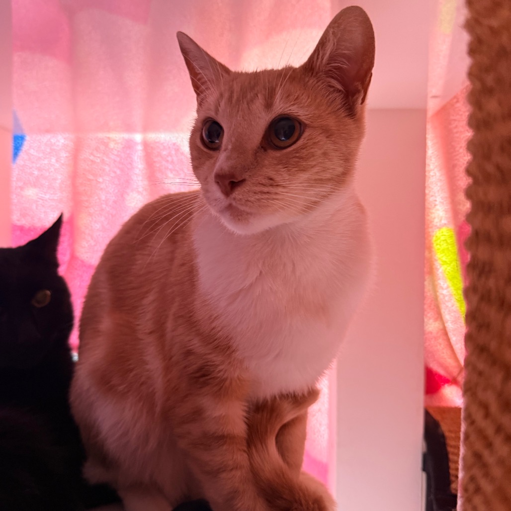 Taffy, photo 2