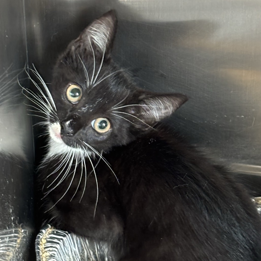 TANTUX - Domestic Shorthair available for adoption