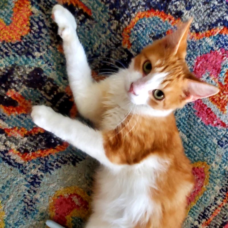 GLITCH - Domestic Medium Hair available for adoption