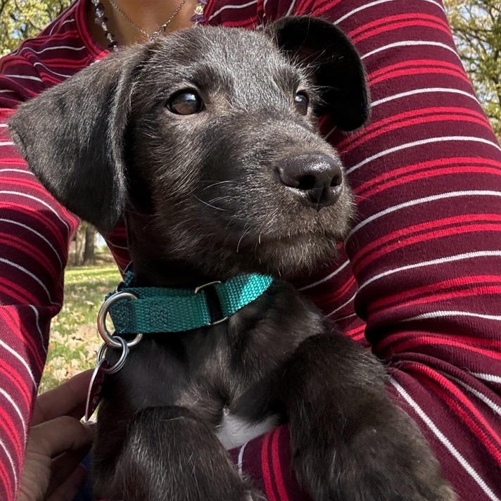 Lennon--In Foster***ADOPTION PENDING***, photo 4