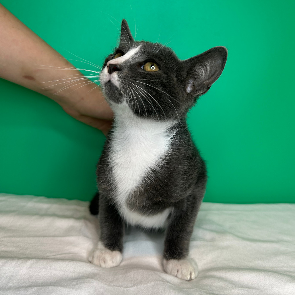 MONTY - Domestic Shorthair / Russian Blue available for adoption