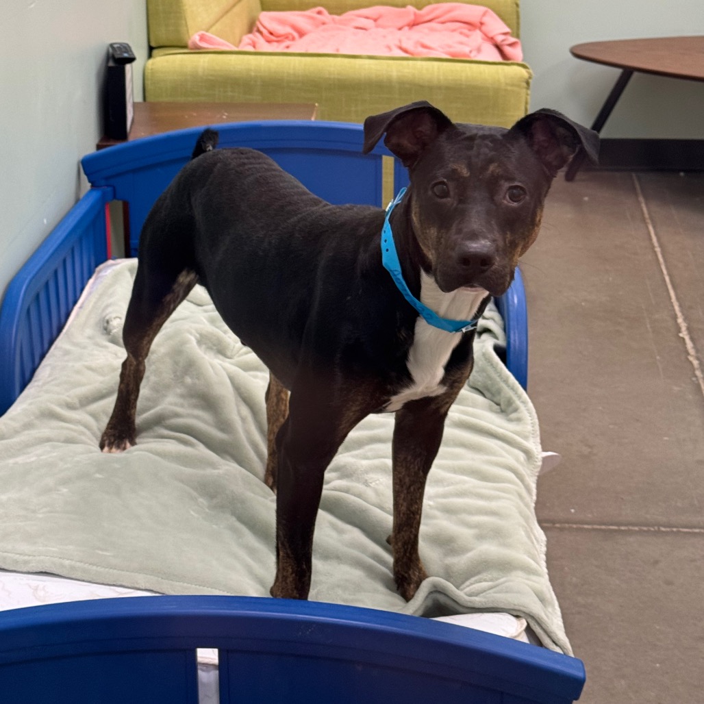 PIPPIN - Mixed Breed (Medium) available for adoption