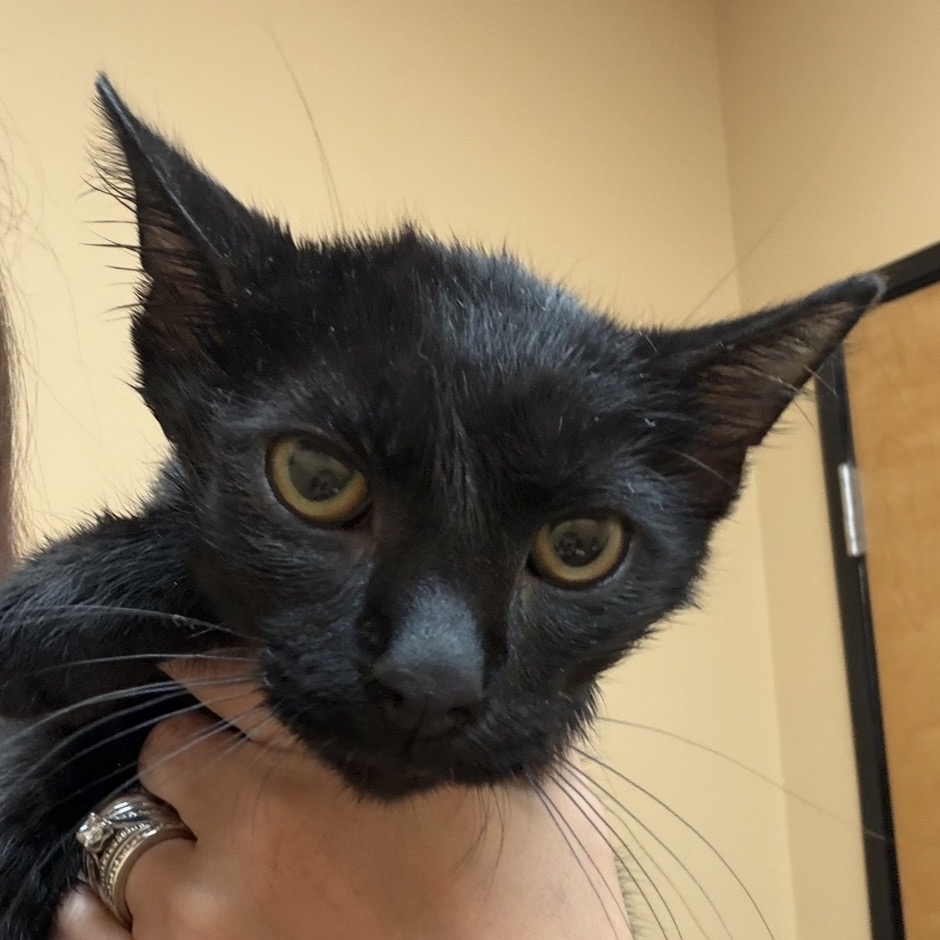 KITTEN 4