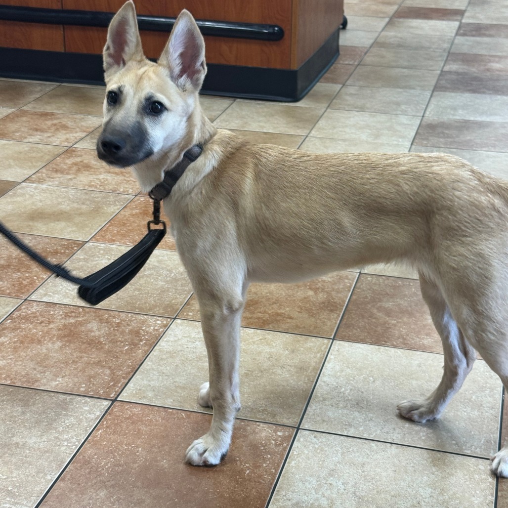 NENA - Shepherd available for adoption