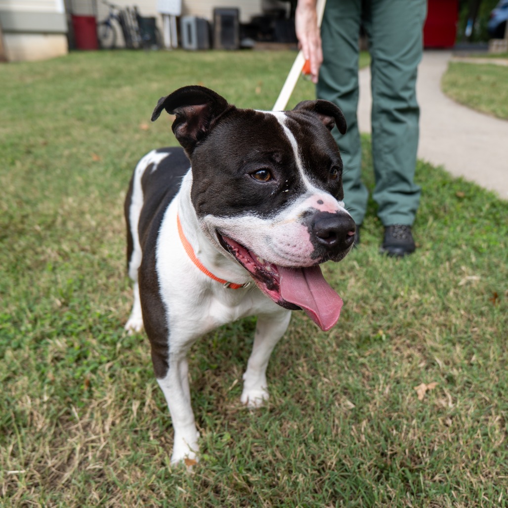BRANDON - Terrier / American Pit Bull available for adoption