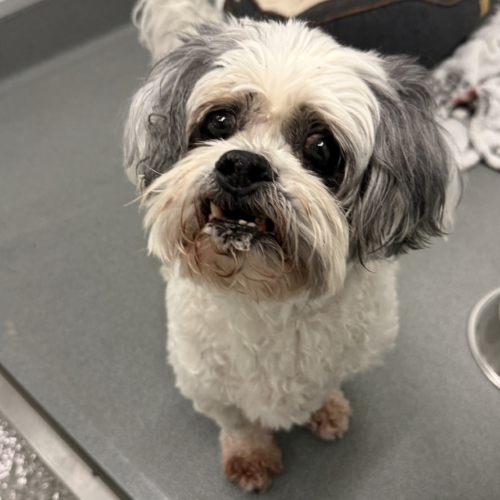 Frankie (PAWS Alumni Name: Brent) — thumbnail 2