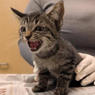 LOVE BUG - Domestic Shorthair available for adoption