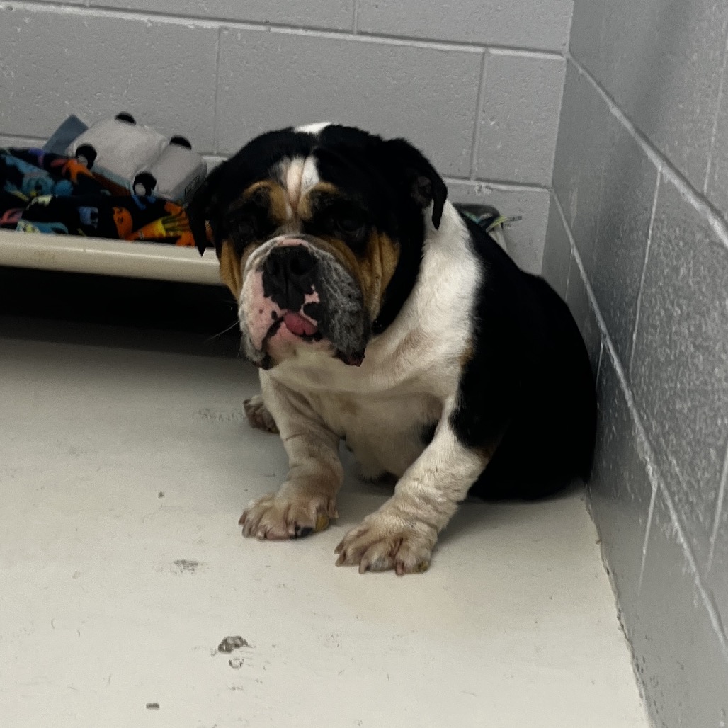 Peach, photo 3