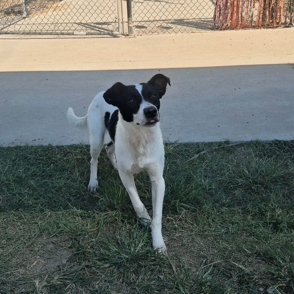 GON - Shepherd available for adoption