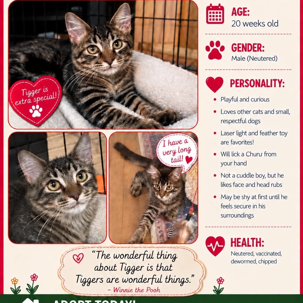 TIGGER - Domestic Shorthair available for adoption