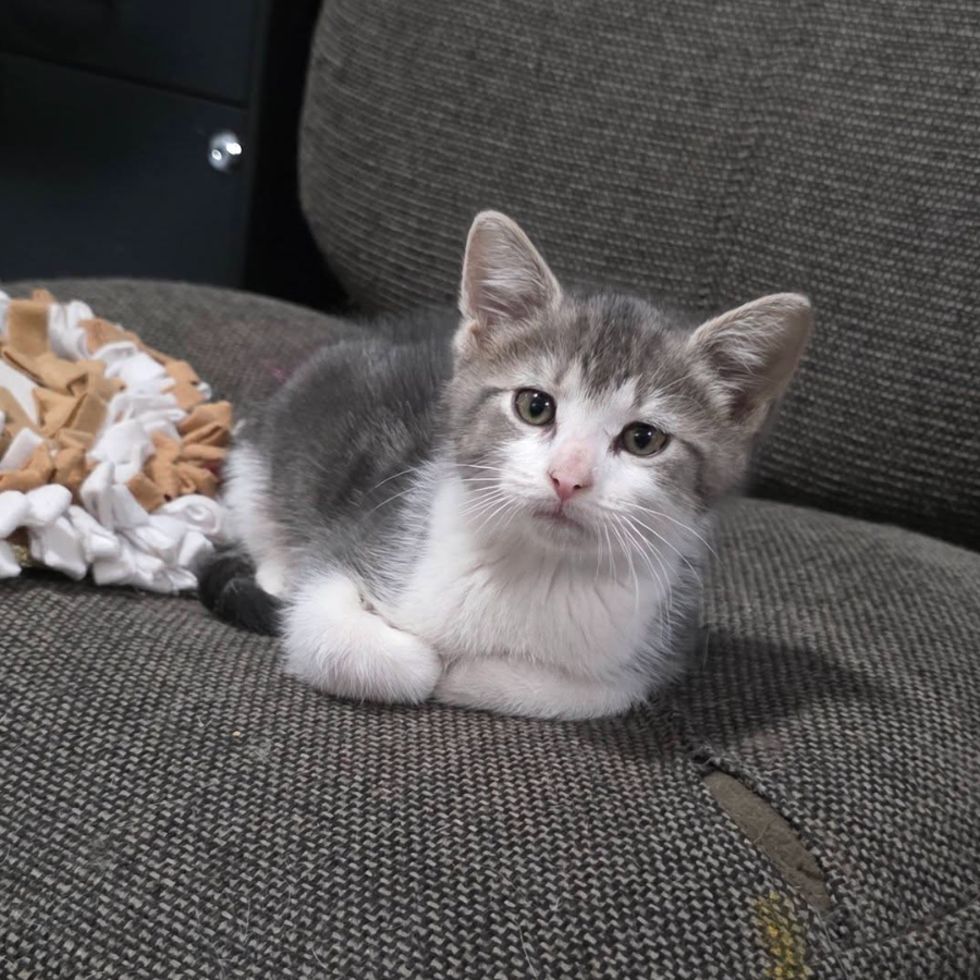 Fred, available for adoption