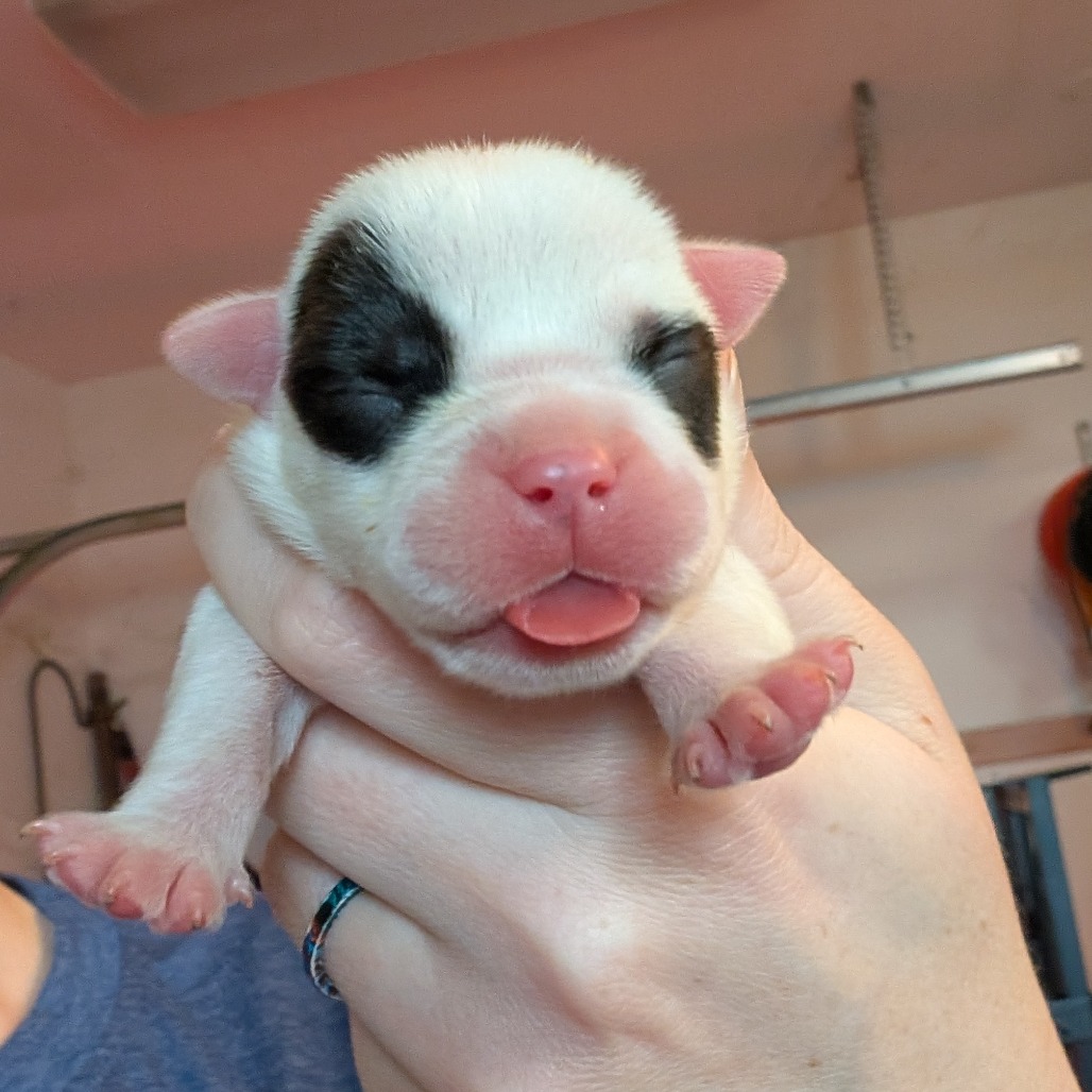 Mixed Breed
