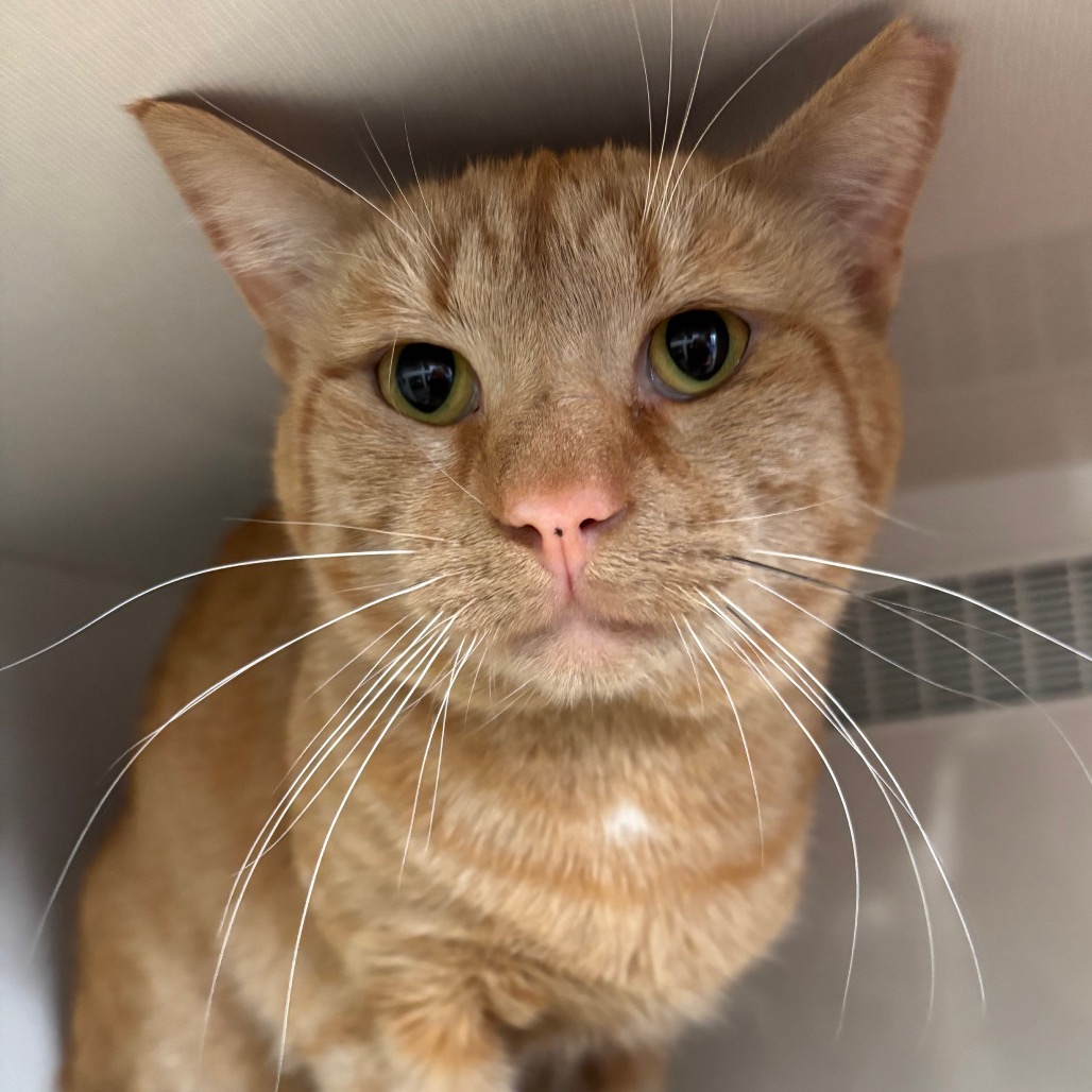 Ginger - Domestic Shorthair