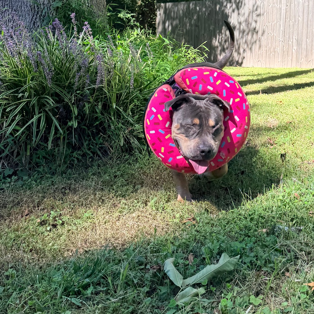 Princess Donut the Queen Anne Chonk, photo 15