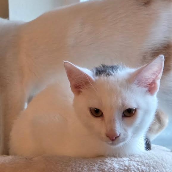 ALVIN OLINSKY - Domestic Shorthair available for adoption