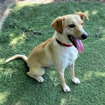 PELO — thumbnail 4