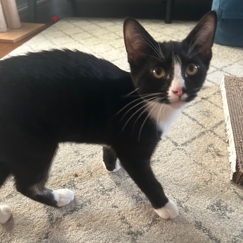 WOCKET - Domestic Shorthair available for adoption