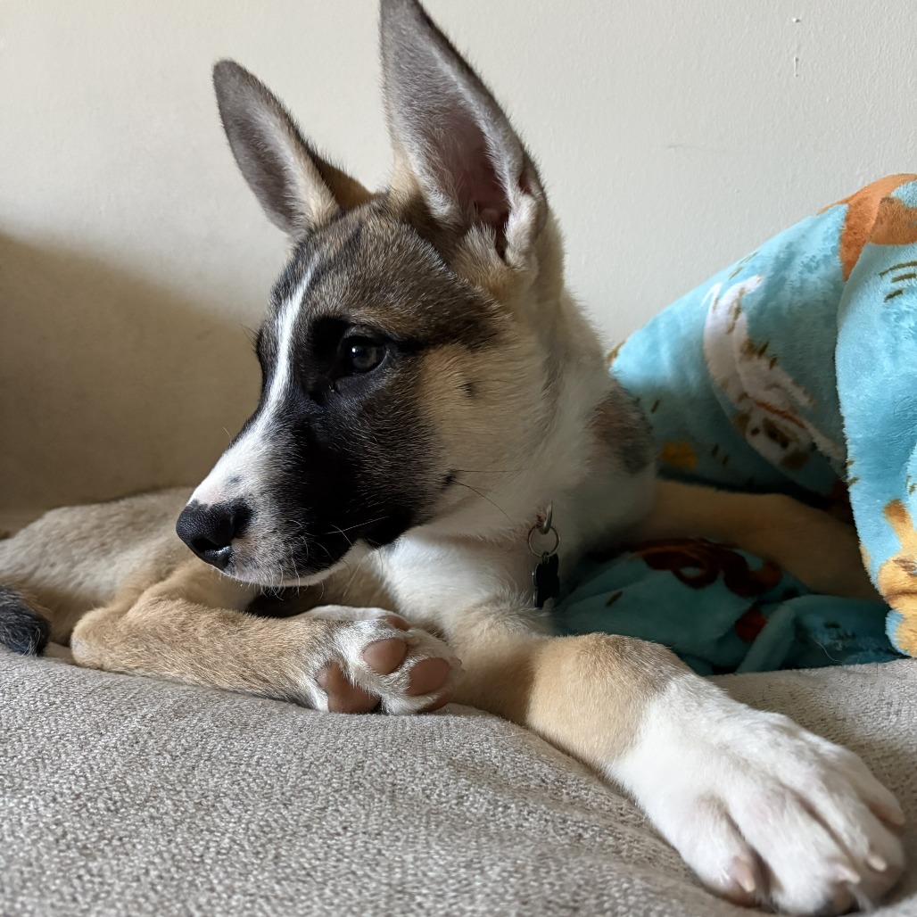 MASHED POTATOES - Shepherd / Husky for adoption in Silver Spring