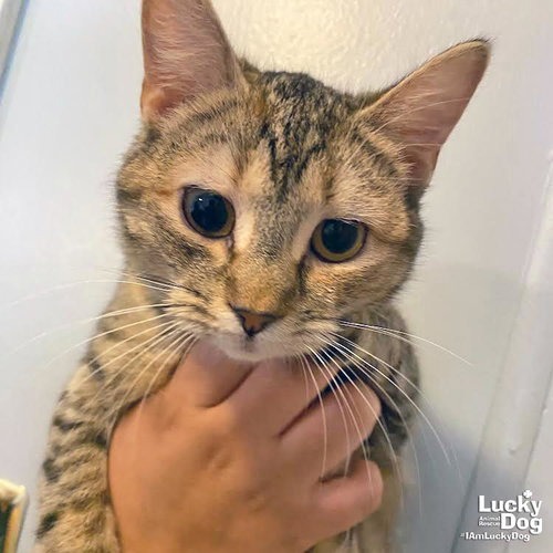 TORTELLINI - Domestic Shorthair available for adoption