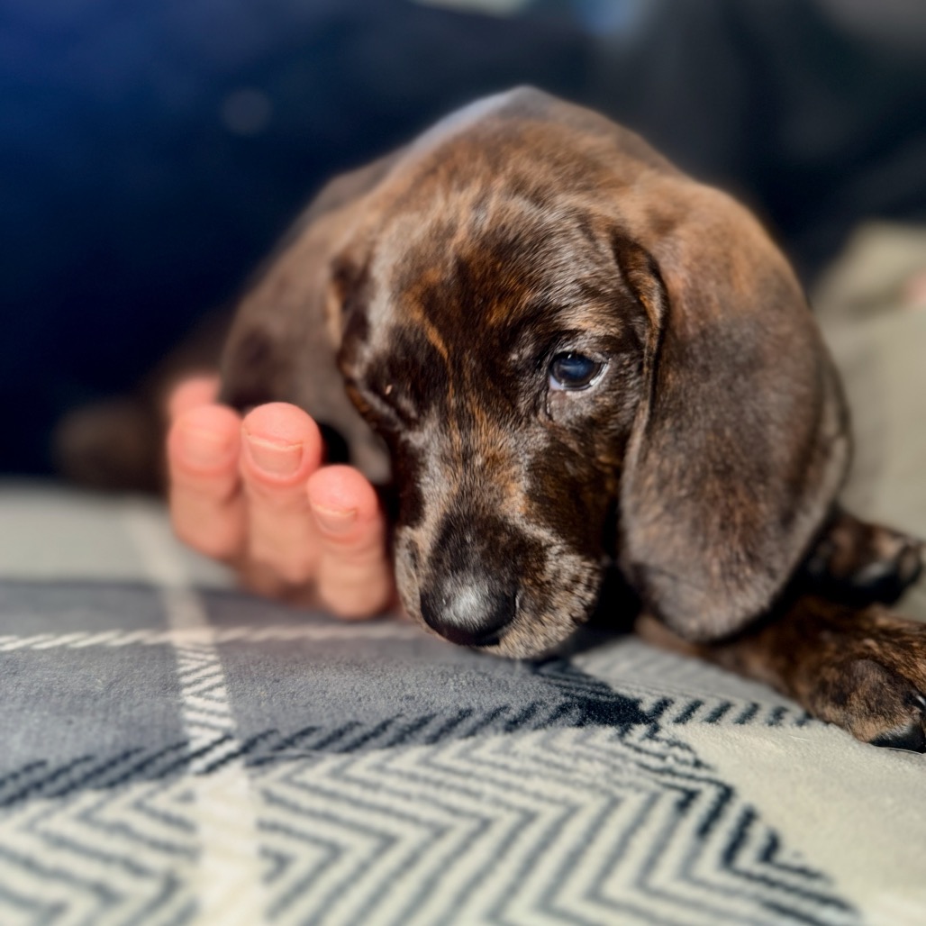 Rebecca Pup - Bianca, photo 3