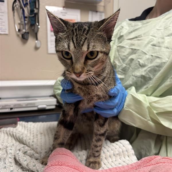 MARIPOSA - Domestic Shorthair available for adoption