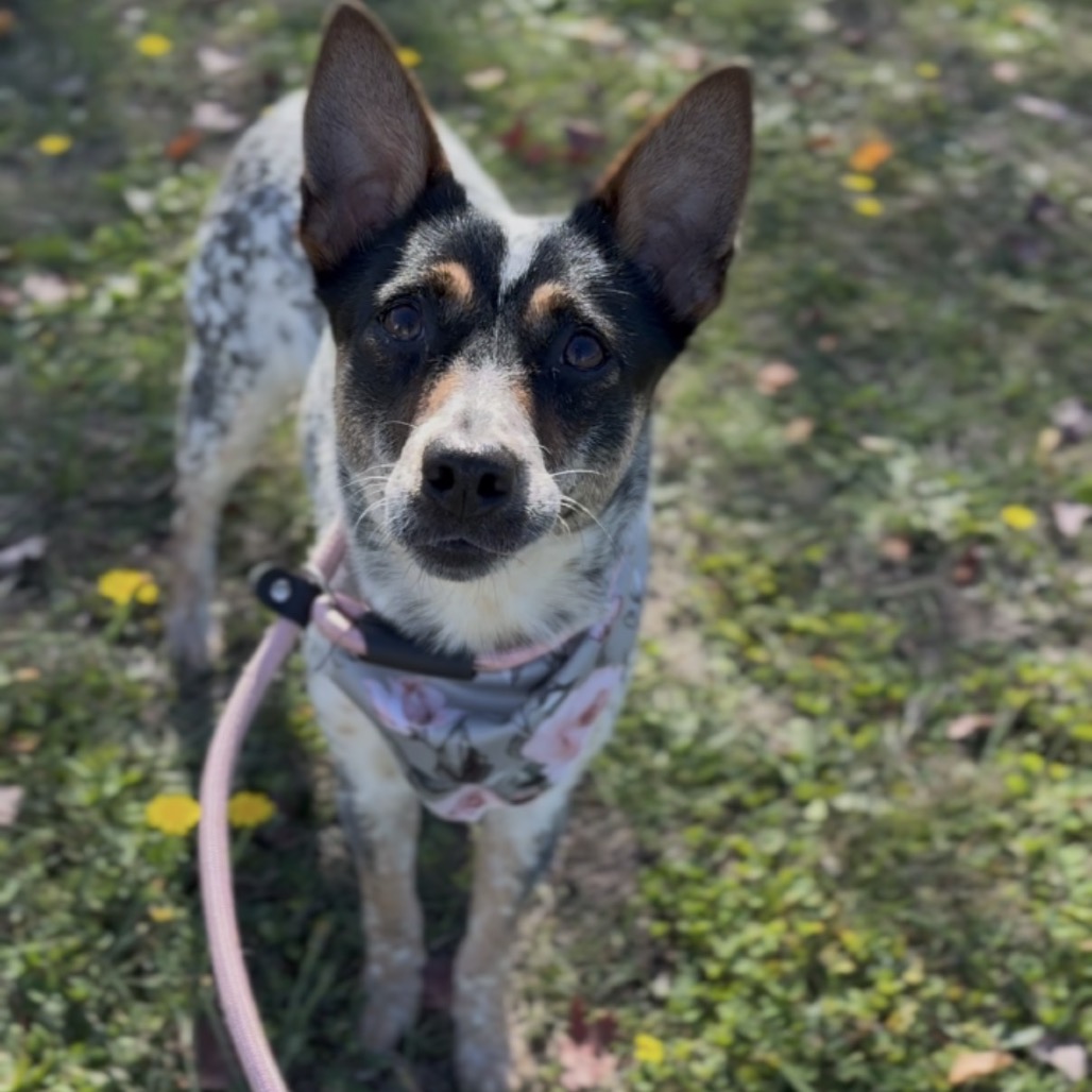 Jasmine, photo 6