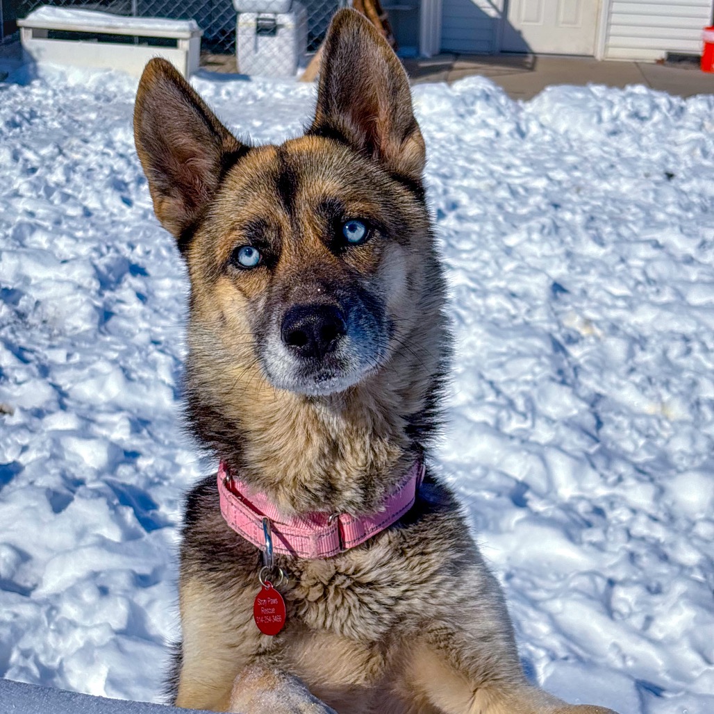 Brown Husky/Shepherd, German Dog