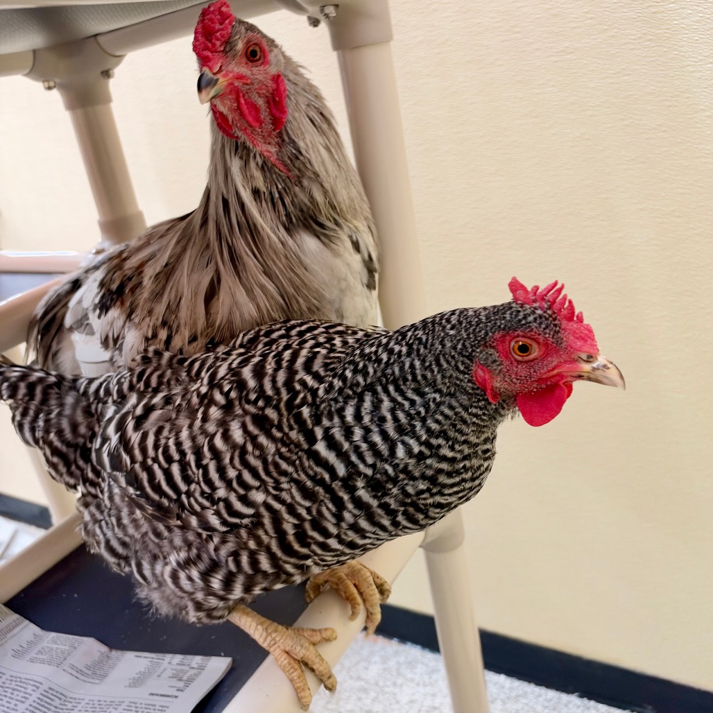 MILO-Stray-chicken1, photo 2