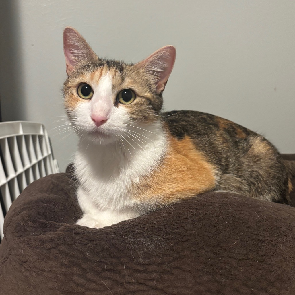 BEANS - Domestic Shorthair for adoption in Madison