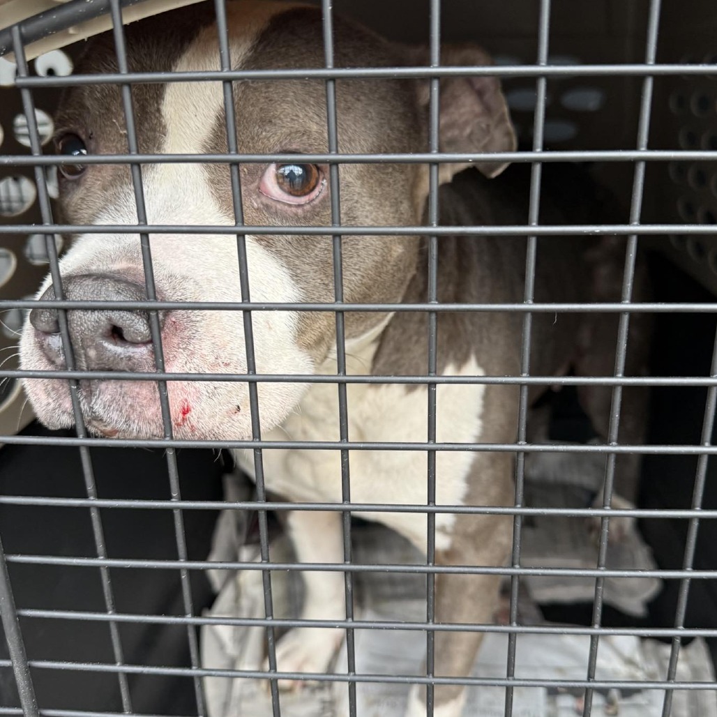 Patty\Lulu Stray Hold 3/15