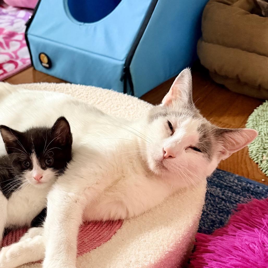 VANILLA - Siamese / Domestic Shorthair available for adoption