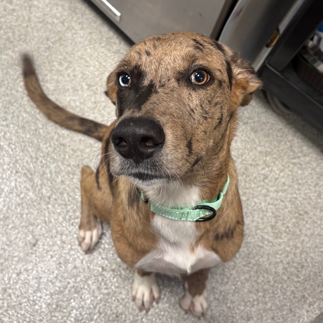 Catahoula Leopard Dog