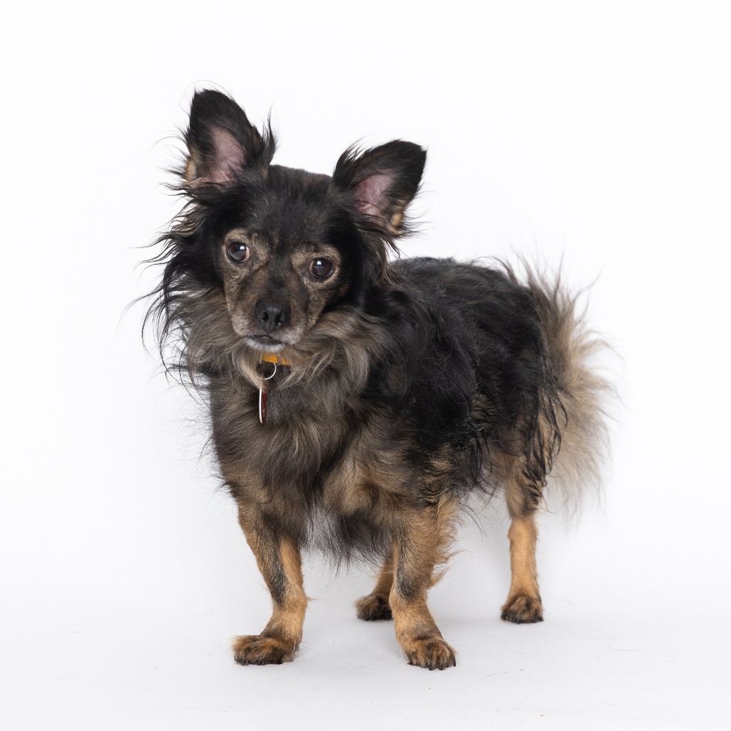 Sammy bonded with Jr.