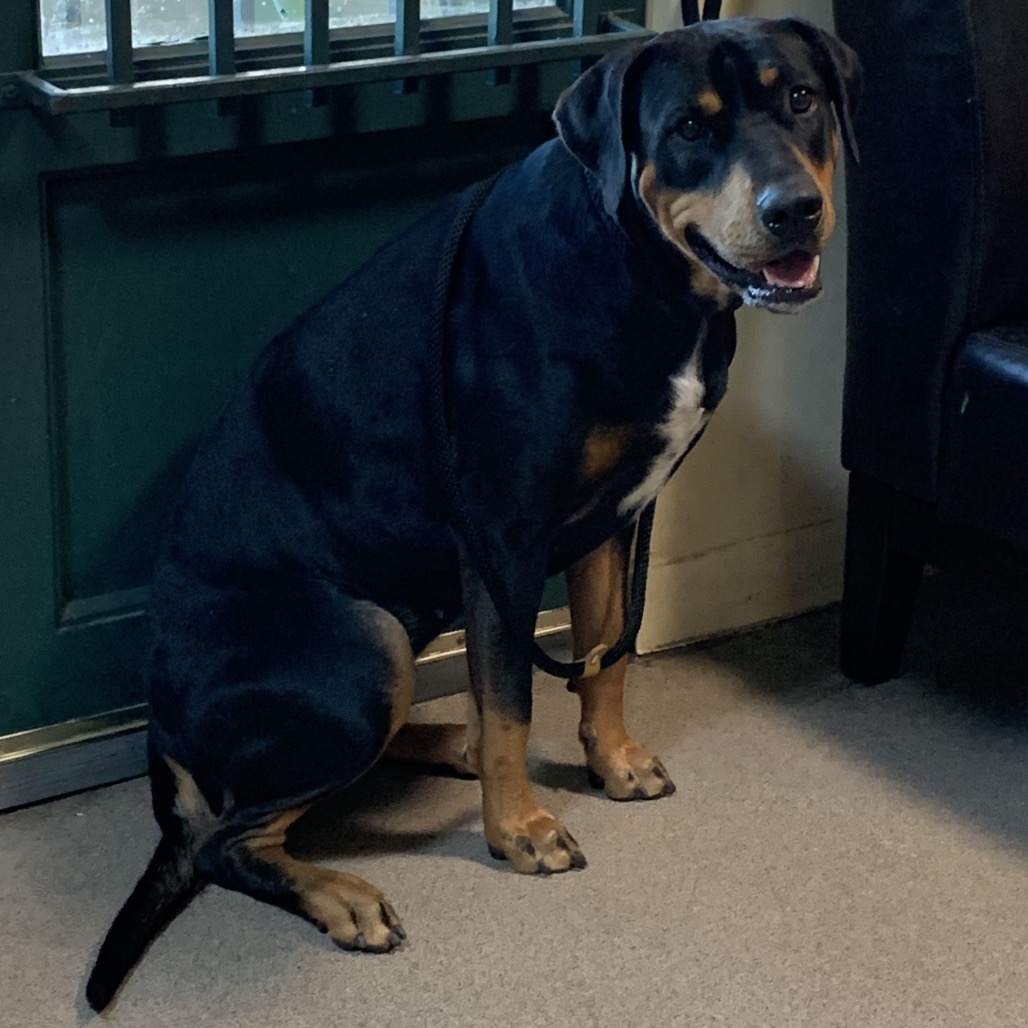 Rottweiler