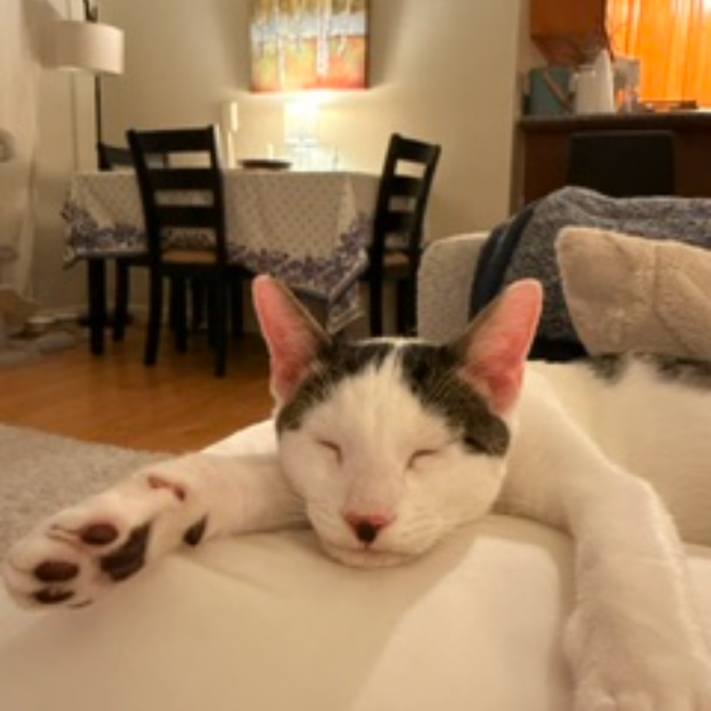 DRACO, photo 3