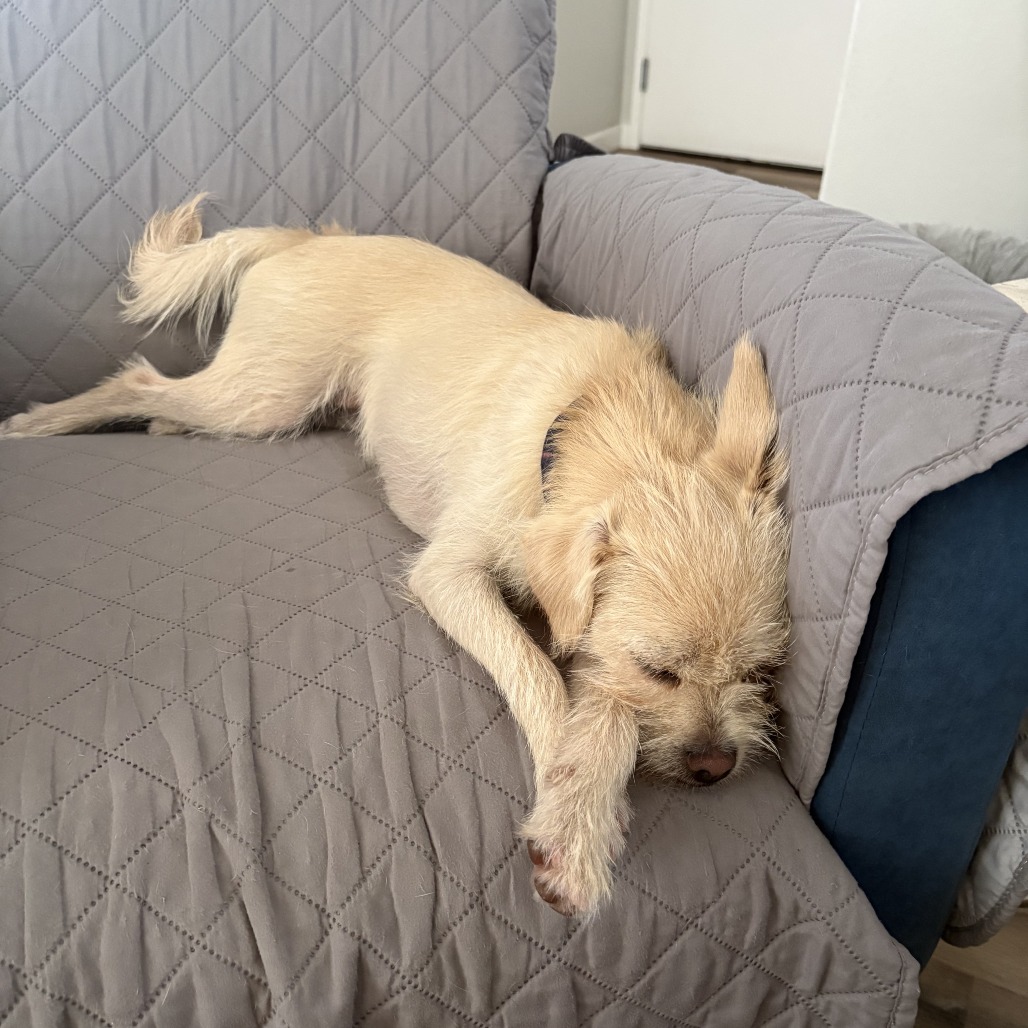 Maizy, photo 19