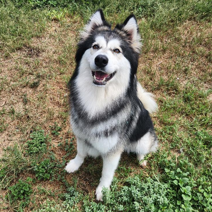 Photo of Tracey, a dog adopted from Gulf Coast Humane Society