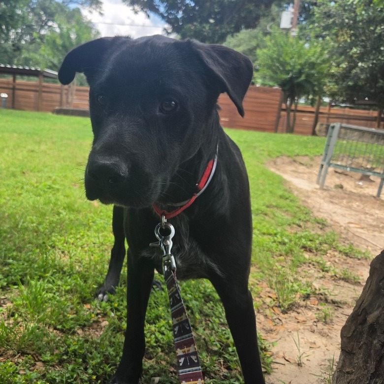 ROBIN - Retriever, Labrador / Mix available for adoption