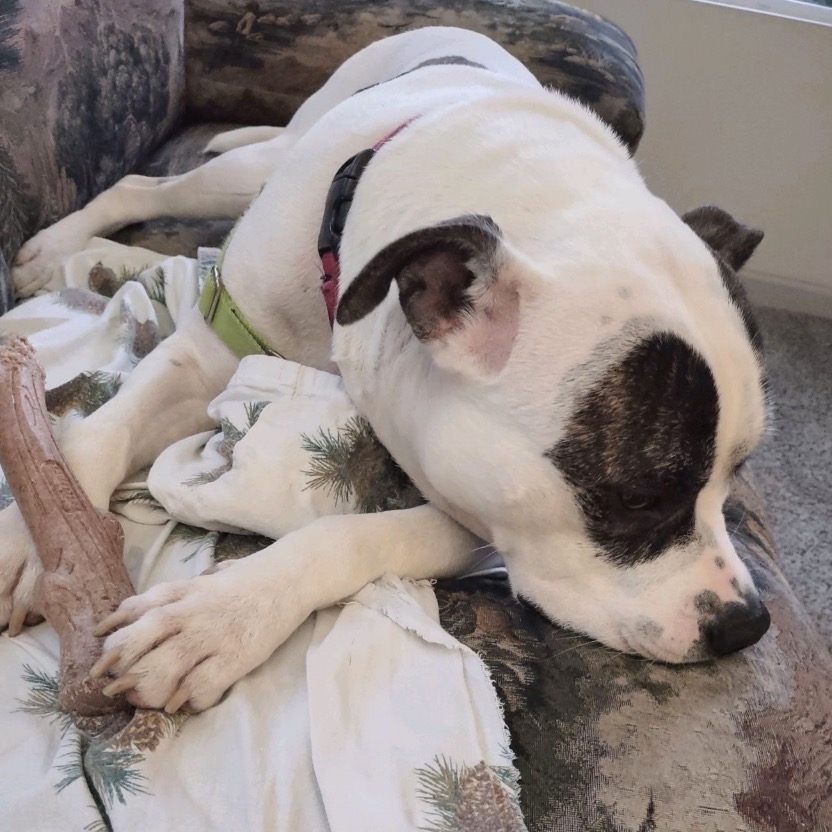 Petey, photo 20